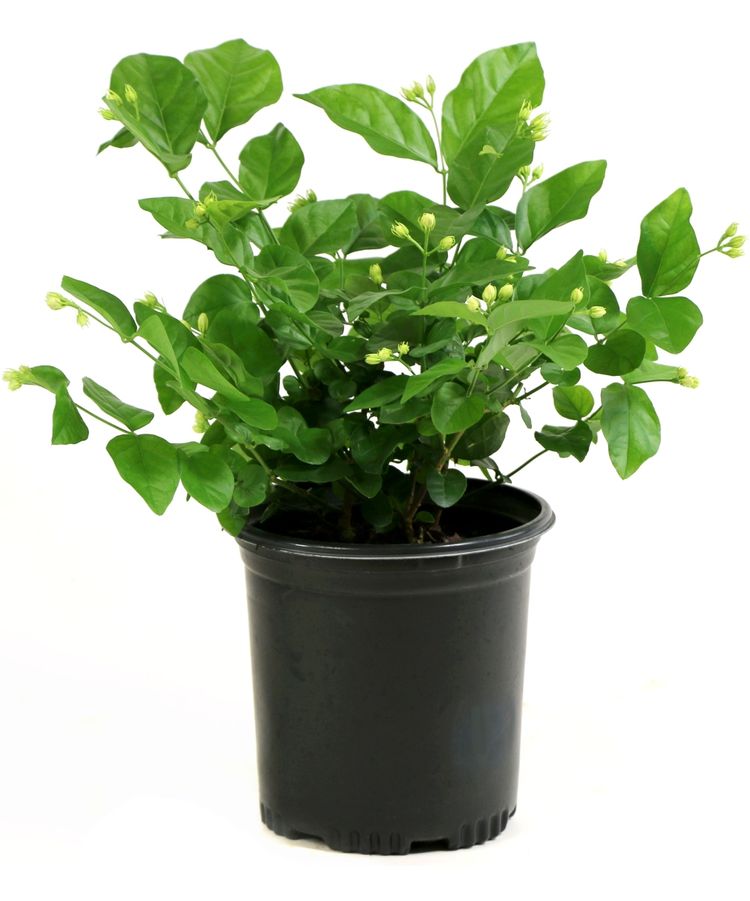 Arabian Jasmine Shrub Trade Gallon