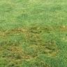 Pythium blight