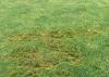 Pythium blight