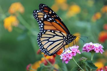 A monarch butterfly on a flower