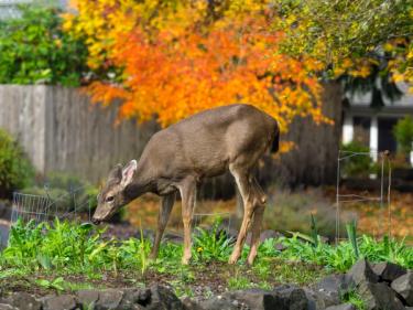 Image of deer eating garden plants
