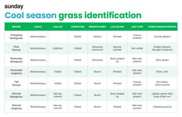 Cool-season grass identification chart