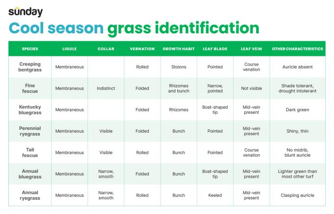 Turf Identification How to Identify Grass | Sunday Lawn Care