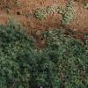 bare spots on lawn