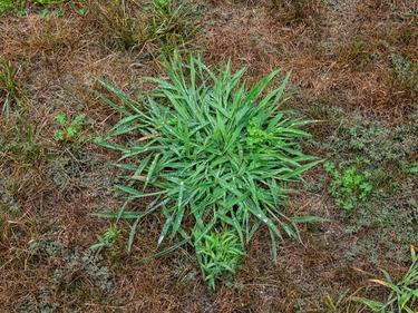 Crabgrass weeds