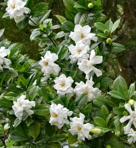Frostproof Gardenia Blooms