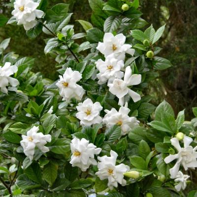 Frostproof Gardenia Blooms