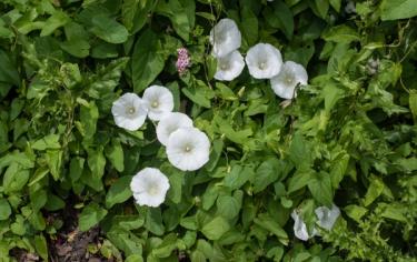 Hedge bindweed in backyard