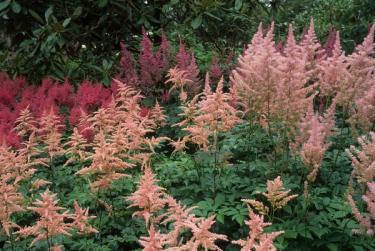 astilbe