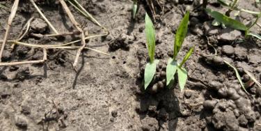 Crabgrass germinating in a lawn
