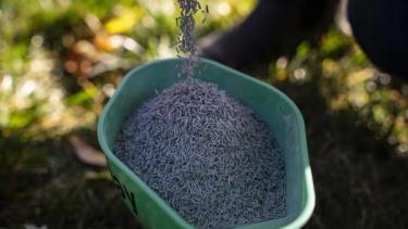 Pouring the good stuff: Sunday grass seed filling a green spreader to help more joy take root in the yard.
