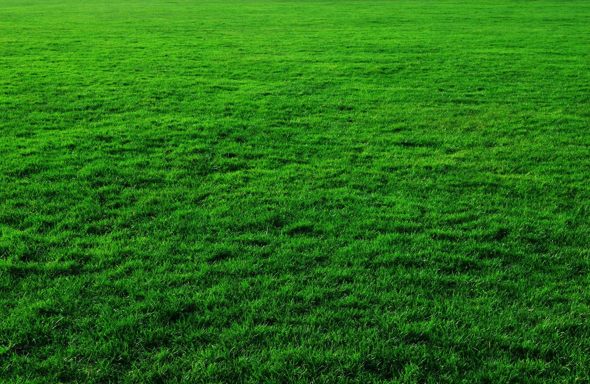 a lush green lawn