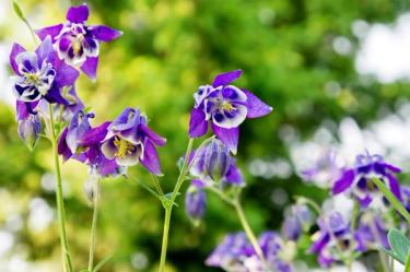 purple columbines