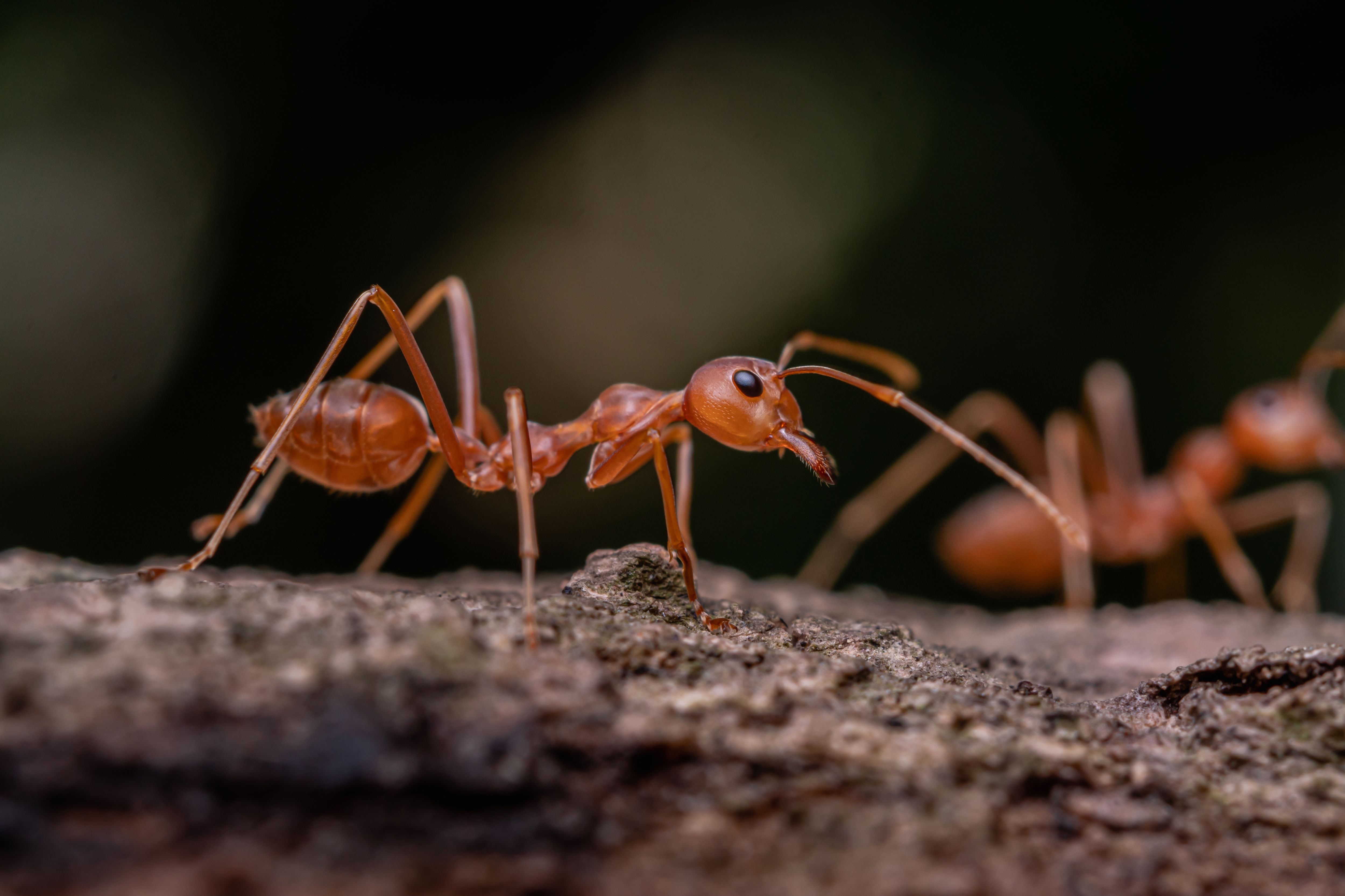 Detailed closeup of of a red ant