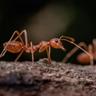 Detailed closeup of of a red ant