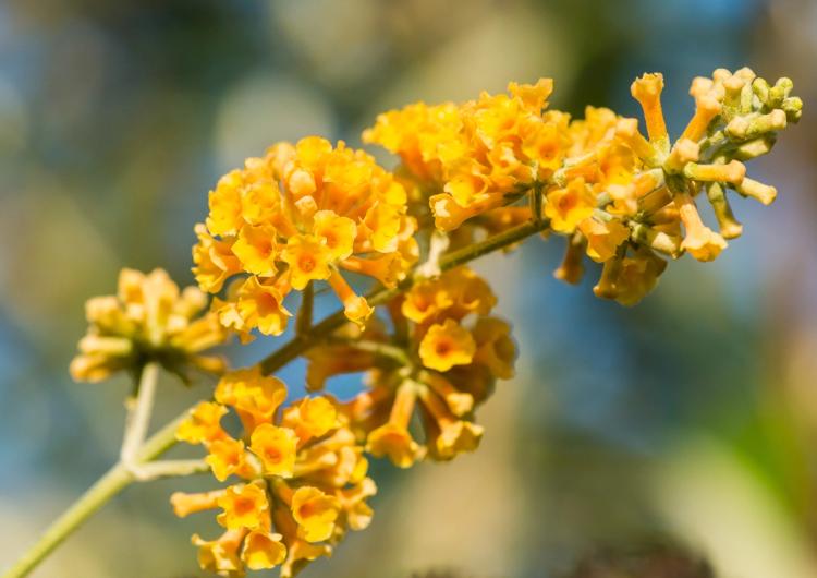 Honeycomb Butterfly Bush Bloom