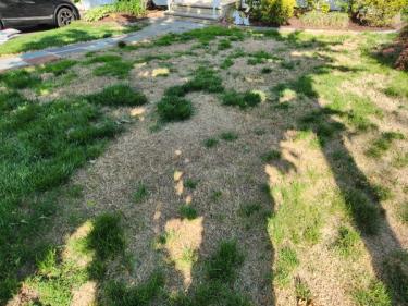 Lawn with lots of yellowing, bare patches and dead grass.