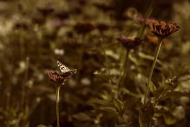 sepia colored image of butterfly pollinating garden flower