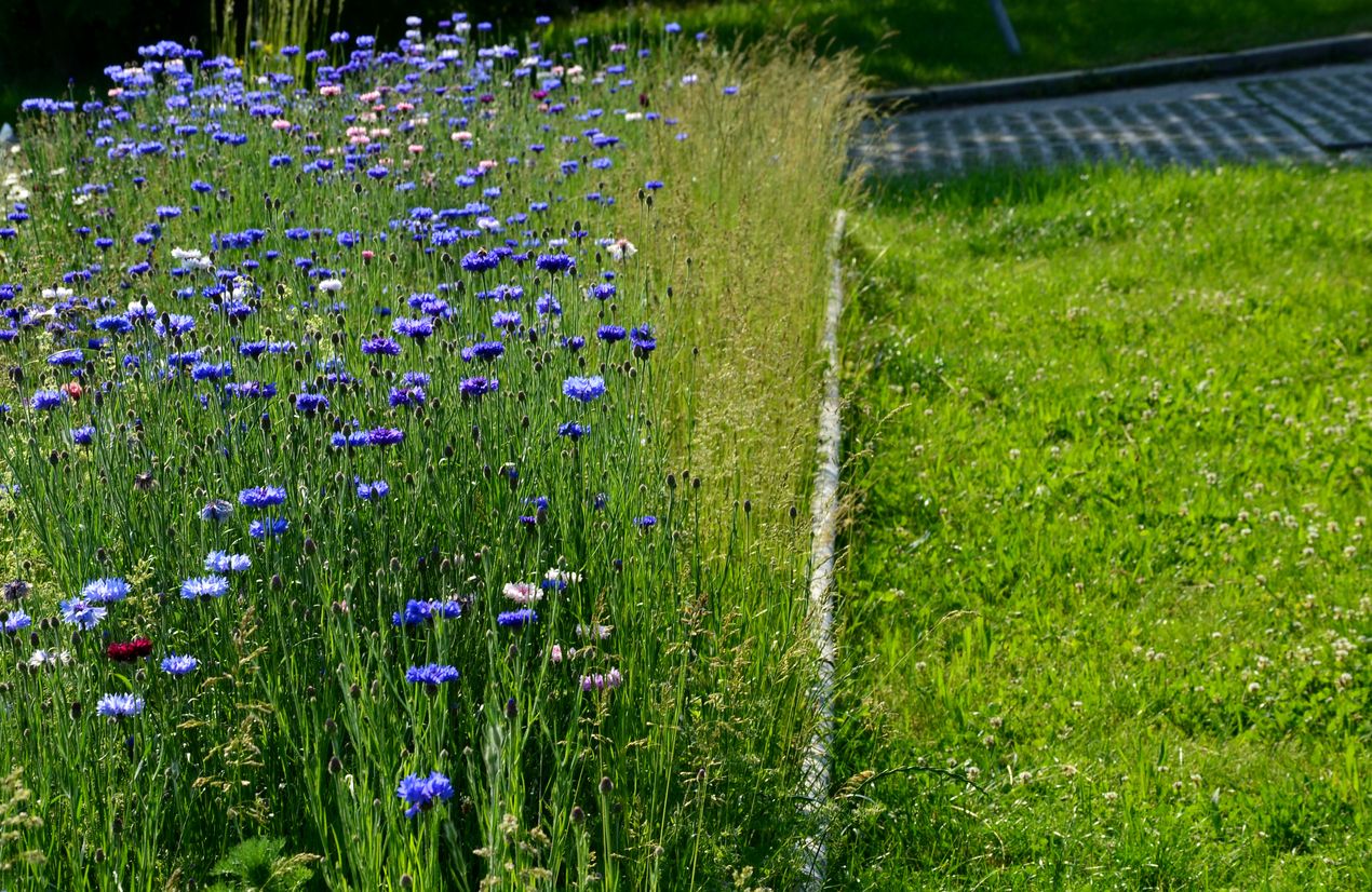 A lawn next to some wildflowers