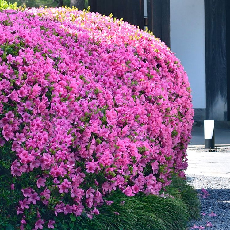 Karen Azalea Walkway