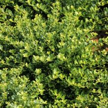 Compacta Holly