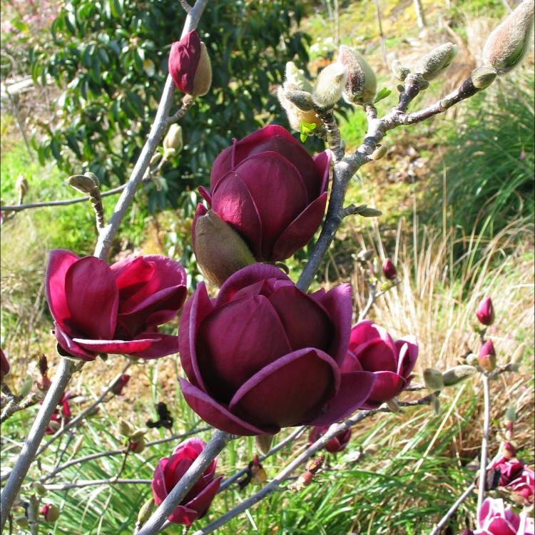 Genie Magnolia Tree Blooming Branches