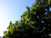 Sun and trees