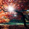 Fall tree leaves and sun