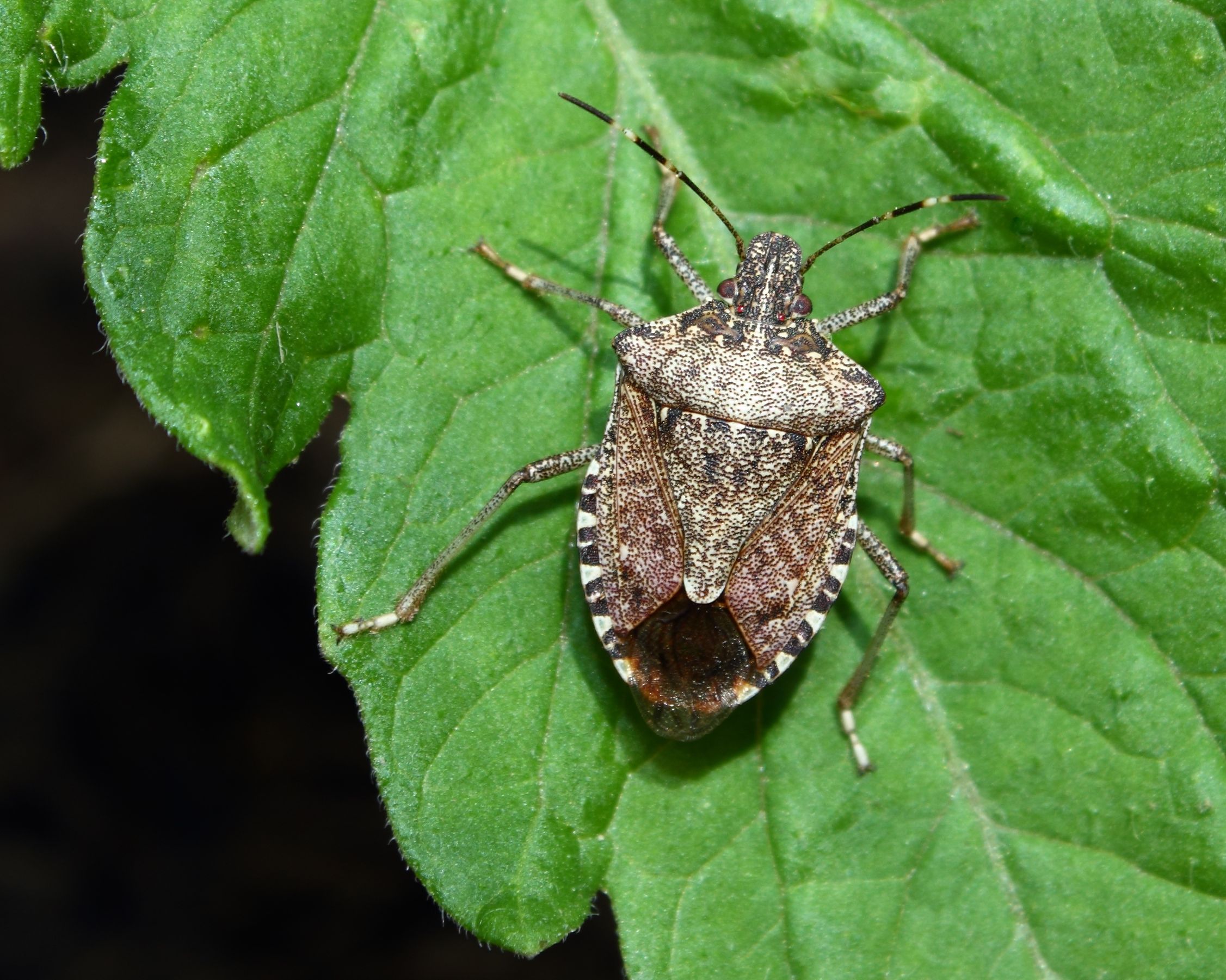 stink bugs