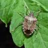 stink bugs