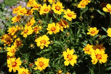 coreopsis