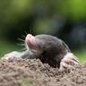 Close-up of a mole's pink nose and front claws as it emerges from a mound of dark, fresh dirt.