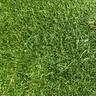 close-up of Kentucky bluegrass