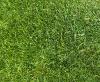 close-up of Kentucky bluegrass
