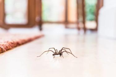 Spider crawling across a wood floor
