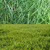 comparing cool season and warm season grasses