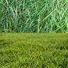 comparing cool season and warm season grasses