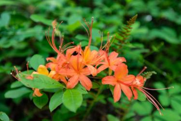 Flame Azalea