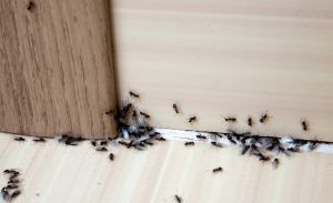 Ants on the floor of a home