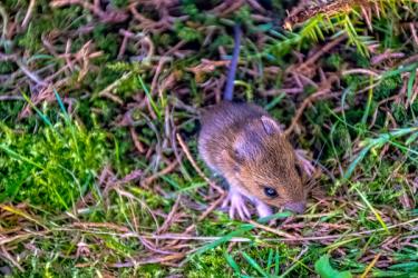 Vole in the grass