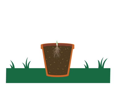 Place plant in container