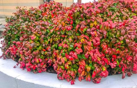 Fire Power Nandina Landscape