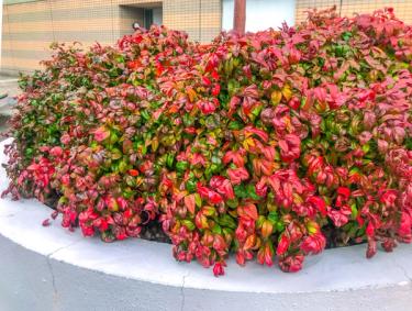 Fire Power Nandina