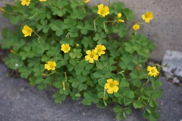 wood sorrel