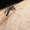 Mosquito on human skin
