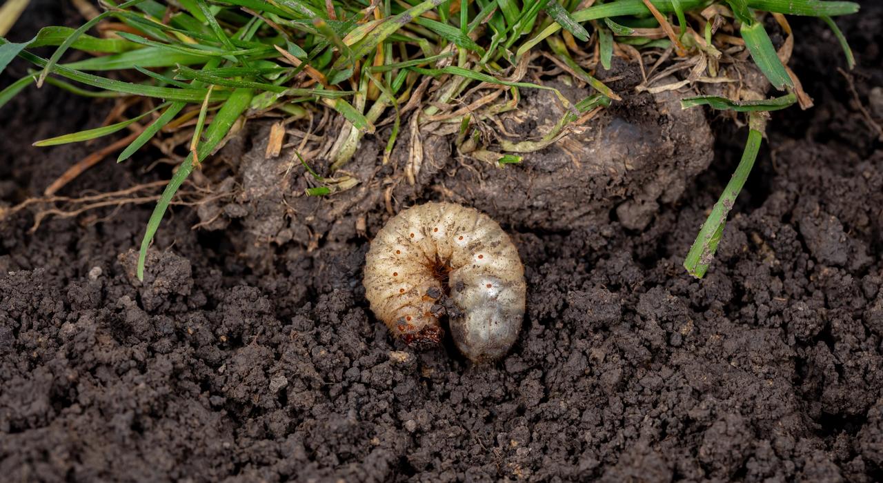 White grub underneath soil in lawn