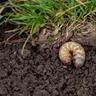 White grub underneath soil in lawn