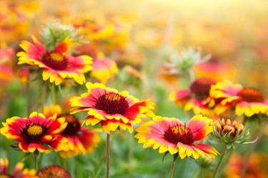 red and yellow gaillardia