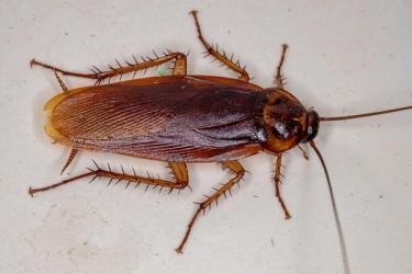 Top view of an American cockroach