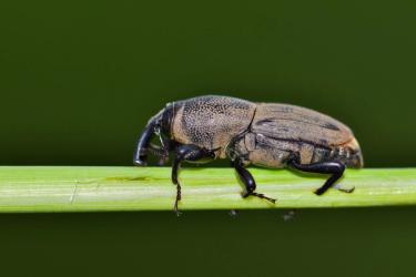 Hunting billbug weevil on plant stem